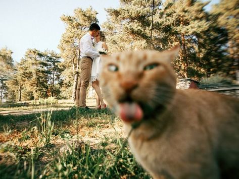 These Hilarious Photos Prove That Cats Are the Kings of the Photobomb