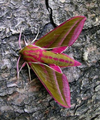 Elephant Hawk Moth, Beautiful Moths, Colorful Moths, Cool Insects, Moth Caterpillar, Cool Bugs, Hawk Moth, Enough Said, Beautiful Bugs