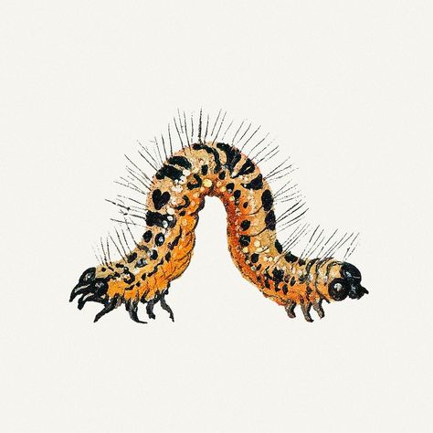 Caterpillar Illustration, Moth Illustration, Art Papillon, Bug Tattoo, Butterfly Nature, Bee Illustration, Free Illustration Images, Nature Vintage, Bug Art