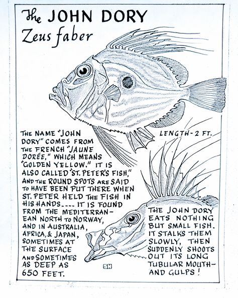 The John Dory (Zeus faber) John Dorie, John Dory Fish, Coral Reef Drawing, Hunky Dory Cards, Dory Keep Swimming, Dory Fish, Oceanography Marine Biology, John Dory, Biology Facts