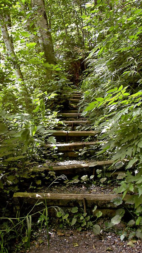 Forest Steps Pathways, Forest Staircase, Natural Pathway, Stairs In The Woods, Lake George Village, Lake George Ny, Garden Stairs, The Staircase, Woodland Garden