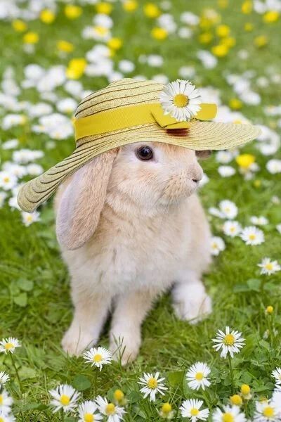 Lop Eared Rabbit, Happy Easter Wallpaper, Cutest Bunny Ever, Garden Hat, Rabbit Cage, Field Flowers, Cute Small Animals, Rabbit Gifts