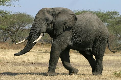 African Elephant. Side profile of an african elephant , #Ad, #Side, #Elephant, #African, #elephant, #african #ad Elephant Side Profile, References Animals, Aesthetic Elephant, Elephant Habitat, Elephant African, Elephant Species, Zoo Coloring Pages, African Forest Elephant, African Bush Elephant