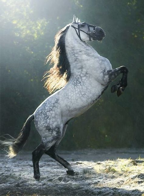 Pre Stallion, Dapple Grey Horses, Horse Standing, Regnul Animal, Andalusian Horse, Most Beautiful Horses, Grey Horse, Most Beautiful Animals, Majestic Horse