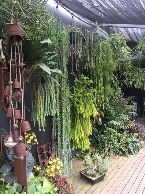 Fernery Ideas, Small Tropical Gardens, Tropical Garden Design, Small Courtyard Gardens, Jungle Gardens, Small Patio Garden, Vertical Garden Wall, Backyard Greenhouse, Plant Ideas