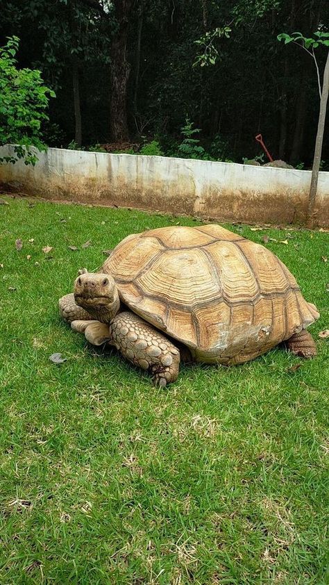 Tortoise Aesthetic, Tortoise Wallpaper, Tortoise Aquarium, Turtle Dancing, African Tortoise, Cute Animal Pfp, Dr Pets, Tortoise Drawing, Pet Tortoise