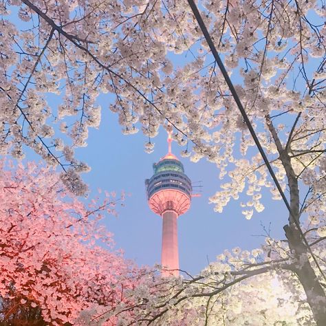 Namsan Tower, Aesthetic Image, Danish Pastel Aesthetic, Sakura Tree, Aesthetic Japan, Aesthetic Images, Pretty Places, Pastel Aesthetic, Scenery Wallpaper