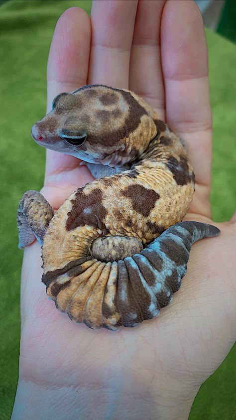 Gecko Reference, Leopard Gecko Funny, African Fat Tailed Gecko, Leopard Gecko Cute, Funny Animal Pics, Funny Animal Art, Fat Tailed Gecko, Cute Gecko, Pet Lizards