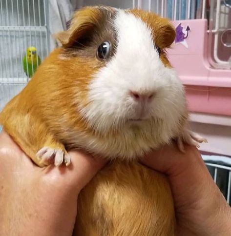 Guinea Pigs Funny, Baby Guinea Pigs, Pet Guinea Pigs, Cute Small Animals, Cute Guinea Pigs, Pets 3, Cute Hamsters, Silly Animals, Cute Animal Photos