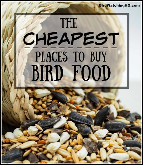 Cheerios Bird Feeder, Food Tray Ideas, Platform Bird Feeder, Large Bird Feeders, Backyard Birds Watching, Bird House Feeder, Bird Feeding, Outdoor Crafts, Gardening Flowers