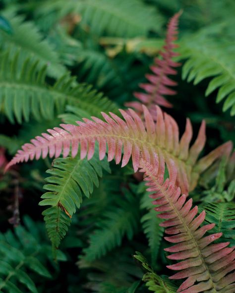 Ferns are low-maintenance perennials for dark, damp places in your yard. Their feathery leaves mix well with lots of other shade-loving plants. #perennials #ferns #shadeplants #lowmaintenance #bhg Wild Landscaping, Garden Ferns, Autumn Fern, Wood Fern, Island Garden, Ferns Garden, Plant Goals, Shade Garden Plants, Forest Plants