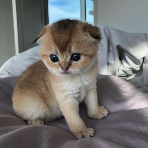 Shorthair Cats Scottish Fold, Scottish Fold Cat Aesthetic, Brown Scottish Fold, Scottish Fold Cat Kittens, Cats Scottish Fold, Cats Hypoallergenic, Munchkin Cat Scottish Fold, Scottish Fold Kitten, Scottish Fold Cats