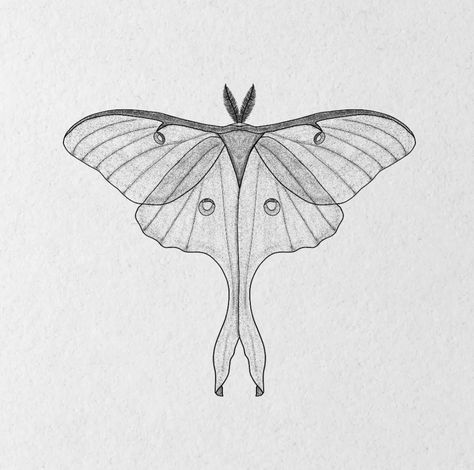 Winged Insect Tattoo, Luna Moth Tattoo Fine Line, White Witch Moth Tattoo, Moth Sketch Simple, Simple Luna Moth Drawing, Luna Moth Tattoo Design Simple, Lunar Moth Tattoo Design Simple, Luna Moth Sketch, Luna Moth Tattoo Simple