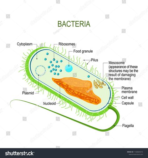 Structure of a bacterial cell. Anatomy of the prokaryote. unicellular organism. Vector diagram for your design, educational, medical, biological and science use #Ad , #Ad, #prokaryote#unicellular#organism#Anatomy Bacterial Cell Structure, Unicellular Organisms, Cell Anatomy, Bacterial Cell, Cell Membrane Structure, Cell Diagram, Prokaryotic Cell, Membrane Structure, Plasma Membrane