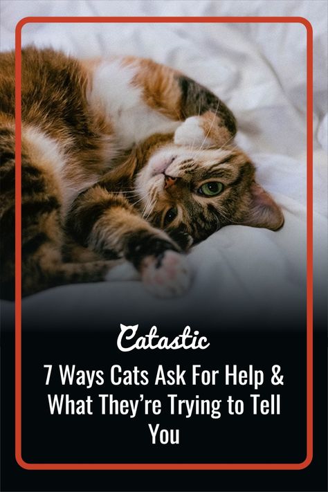 Do you know how your cat is asking for help? Here are how cats ask for help and what they’re trying to tell you. Why Do Cats Purr, Cat Behaviour, Asking For Help, Cat Purr, Kinds Of Cats, Owning A Cat, Dog Cake, Lazy Cat, Cat Behavior