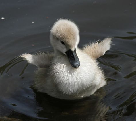 I never understood the tale of the ugly duckling. Baby swans are adorable too Baby Swan, Cute Ducklings, Ugly Duckling, Baby Ducks, Airbrush Art, Sweet Animals, Swans, 귀여운 동물, Beautiful Creatures