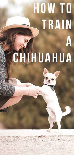 outside. Cute Chihuahua Pictures, Chihuahua Puppy Training, Deer Chihuahua, Names Dog, Chihuahua Training, Puppies Pictures, Teacup Chihuahua Puppies, Images Cartoon, Dog Minding