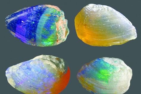 OpaliZed freshwater mussell shells 110 million years old Jelly Opal, Mussel Shell, Geology Rocks, Precious Opal, Types Of Opals, Dinosaur Fossils, Minerals And Gemstones, Rocks And Gems, Australian Opal