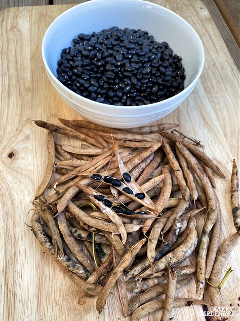 Black Beans Growing, Harvesting Black Beans, How To Dry Beans From Garden, How To Grow Black Beans, Grow Black Beans, Homestead Binder, Agricultural Anarchy, Black Bean Plant, Bean Growing