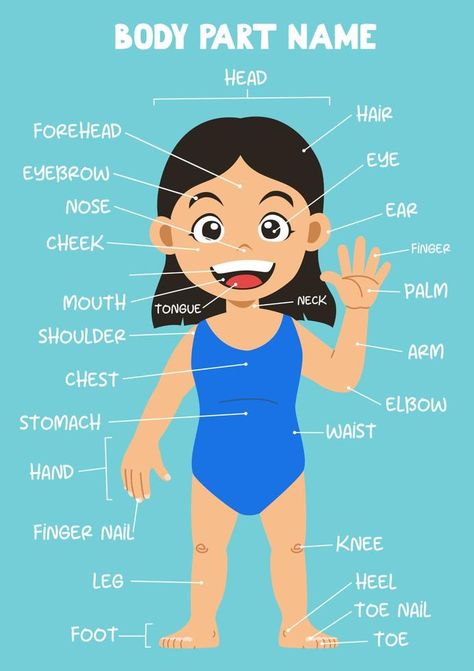 Name of cute cartoon girl human body part for kids in english Human Body Name, Body Parts For Kids, Body Name, Forehead Hair, Human Body Parts, Stomach Fat, Head Hair, Cartoon Girl