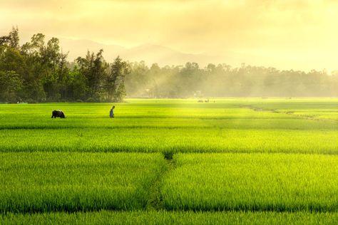 Crop Insurance, 3840x2160 Wallpaper, Crop Field, Dark Green Wallpaper, Field Wallpaper, Japanese Art Styles, Blur Background In Photoshop, Wallpaper Bts, Motion Design Animation