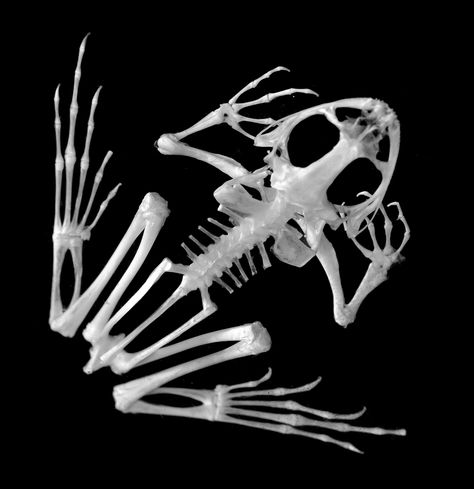 Frog Skeleton Small Animal Skeleton, Frog Skeleton, Skeleton Human, Animal Skeleton, Frog Species, Anatomy Bones, Skull Reference, Animal Skeletons, Animal Anatomy