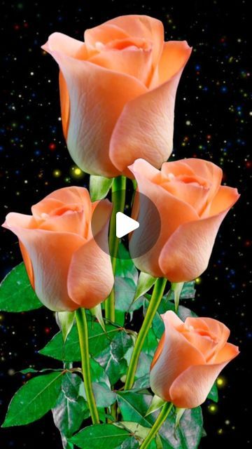 Love Flowers Romantic, Rose Flower Bouquet, Good Morning Flowers Rose, Rose Flower Pictures, Happy Birthday Frame, Good Morning Roses, Good Morning Flowers Gif, Most Beautiful Birds, Flowers Gif