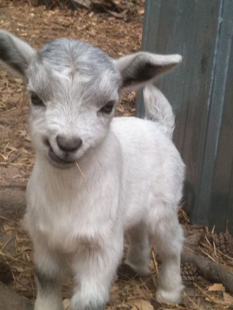 Pigmy Goat, Mini Goats, Pet Goat, Goat Farm, Baby Goat, Cute Goats, Baby Animals Pictures, Oita, Baby Goats