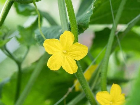 Should I Pick The Flowers Off My Cucumber Plants? Starting Vegetable Seeds, Cucumber Flower, Cucumber Plants, Cucumber Varieties, Small Cucumber, Cucumber Plant, Yellow Blossom, I Pick, Planting Vegetables