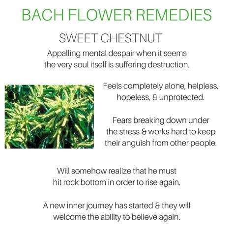 Sweet Chestnut Bach Flower, Grounding Work, Bach Remedies, Flower Medicine, Flower Essences Remedies, Energy Circles, Cosmetics Business, Bach Flowers, Flower Remedies