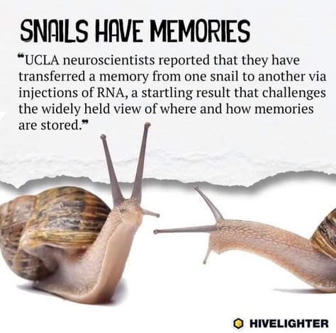 Snail Pet, Snail Facts, Snail Tank, Pet Snails, Snails In Garden, Cool Bugs, Creepy Crawlies, Animal Facts, Silly Animals