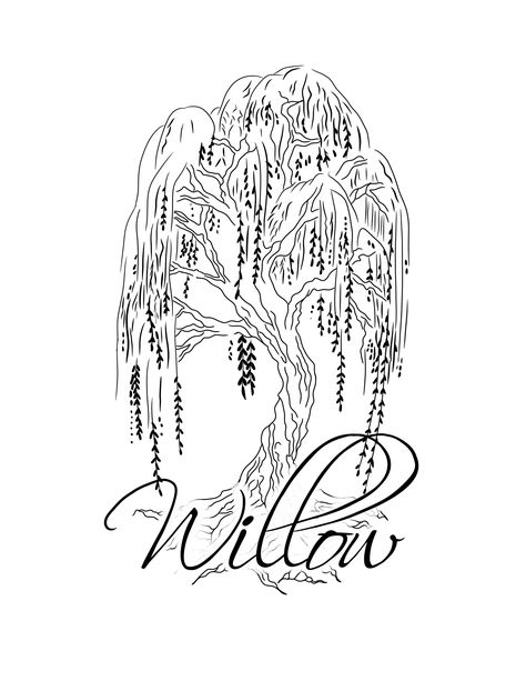 Tattoo Weeping Willow, Simple Willow Tree Tattoo, Weeping Willow Tree Drawing, Willow Tattoos, Willow Tree Sketch, Weeping Willow Tree Tattoo, Willow Tree Drawing, Willow Tattoo, Willow Tree Tattoo