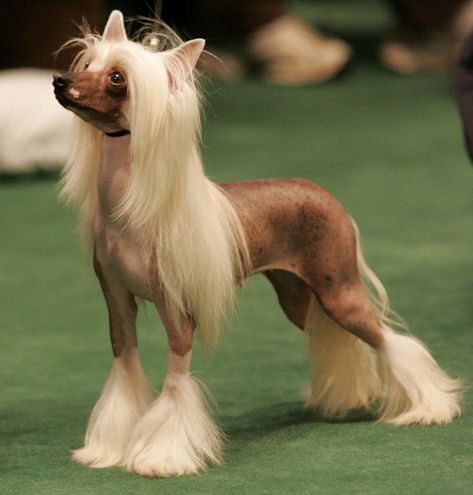 Chinese Crested Puppy, Chinese Crested Hairless, Toy Breeds, Every Dog Breed, Akc Breeds, Hairless Dog, Disabled Dog, Chinese Crested Dog, Chinese Crested