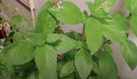 Cinnamon Basil Information - LEARN Cinnamon Basil Uses, Cinnamon Basil Recipes, Fresh Basil Recipes, Types Of Basil, Cinnamon Basil, Basil Tea, Basil Herb, Basil Pesto Recipes, Cinnamon Benefits