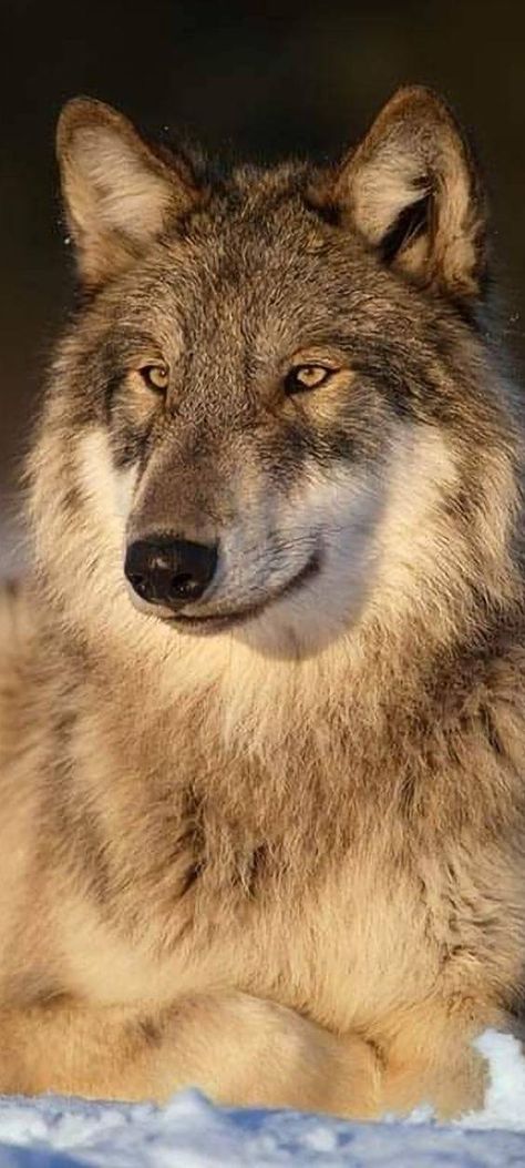 Wolf Club | Beautiful Wolf 🥰❤️ | Facebook Timber Wolves, Wolf Puppy, Wildlife Wallpaper, Beautiful Wolf, Wolf Hybrid, Fierce Animals, Wolf Photos, Wolf Spirit Animal, Timber Wolf