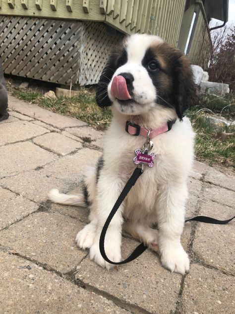 saint bernard Saint Bernard Dog, Saint Bernards, St Bernard Dogs, Bernard Dog, St Bernard, Saint Bernard, Cute Animals, Dogs, Animals