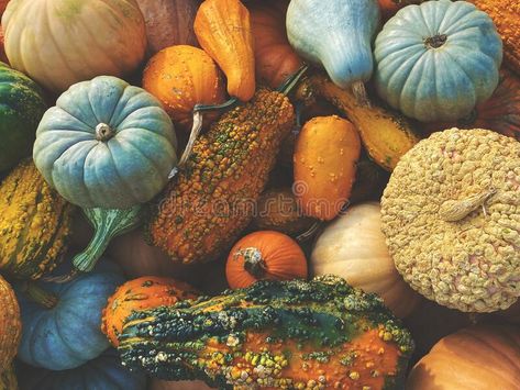 National Pumpkin Day, Gourd Vegetable, Pumpkin Day, Pumpkins And Gourds, Comfortable Kitchen, Thanksgiving Desserts, Winter Squash, Fresh Apples, Vintage Cookbooks