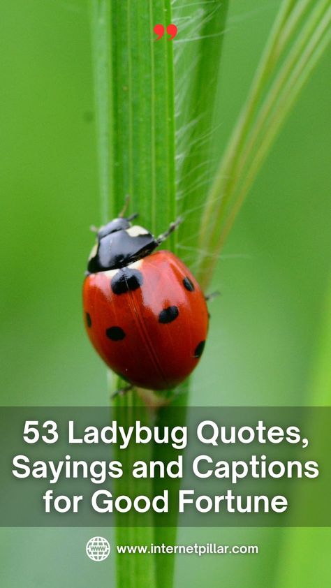 53 Ladybug Quotes, Sayings and Captions for Good Fortune - Quotes about Ladybug - life quotes, lovely quotes, beautiful quotes, nature quotes, animal quotes Ladybug Quotes Inspiration, Bugs Quotes, Ladybug Sayings, Insect Quotes, Ladybird Quotes, Bug Puns, Ladybug Meaning, Fortune Quotes, Ladybug Quotes