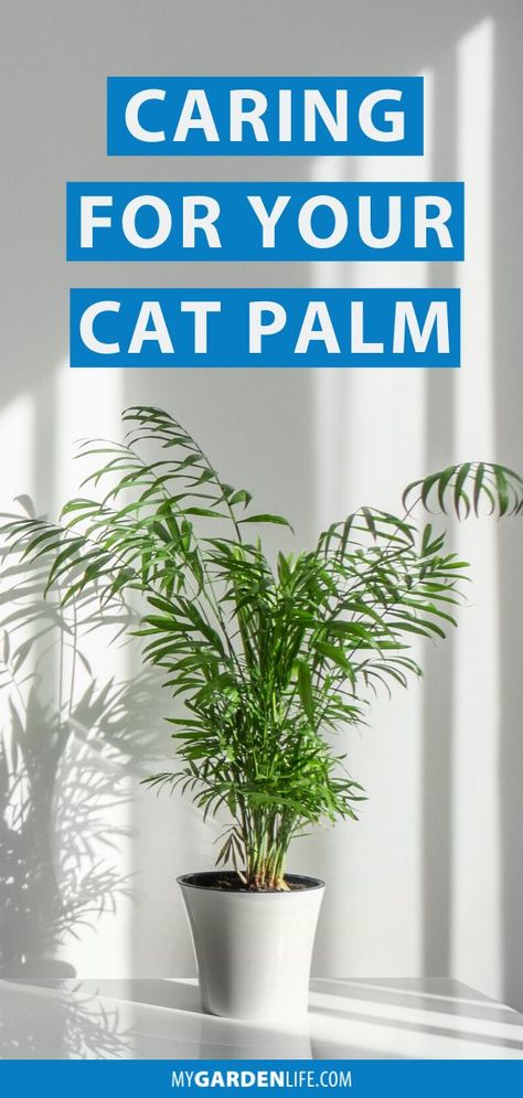 Cat Palm Care, Houseplant Display, Cat Palm, Indoor Palms, Garden Life, Small Palms, Palm Plant, Indoor Gardening, Indoor Plant Pots