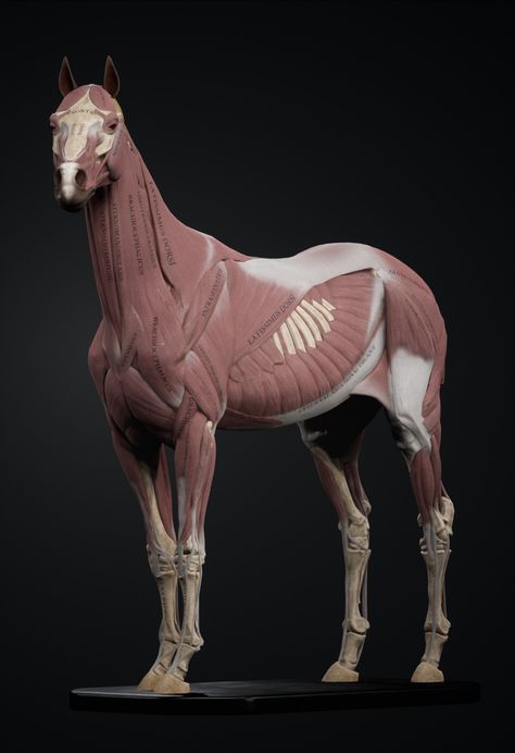 Skeleton Muscles, Horse Massage, Equine Anatomy, Horse Coat Colors, Horse Lessons, Western Horse Saddles, Dog Anatomy, Animal Skeletons, Horse Anatomy