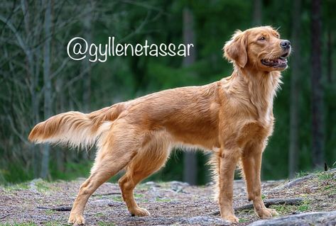 Water Dog, Golden Retrievers, Working Dogs, Golden Retriever, Dogs, Water, Animals