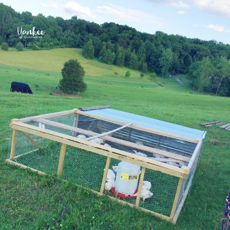 Meat Chicken Tractor, Diy Brooder, Chicken Brooder Box, Anatolian Shepherd Puppies, Brooder Box, Pastured Poultry, Elderberry Bush, Chicken Brooder, Meat Birds