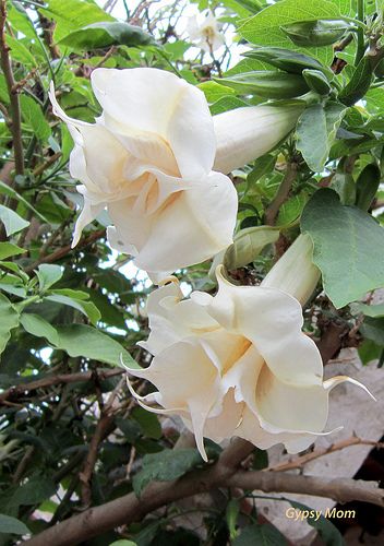 Trumpet Flower, Angel Trumpet, Trumpets, The Mission, White Flowers, Angel, Flowers, White