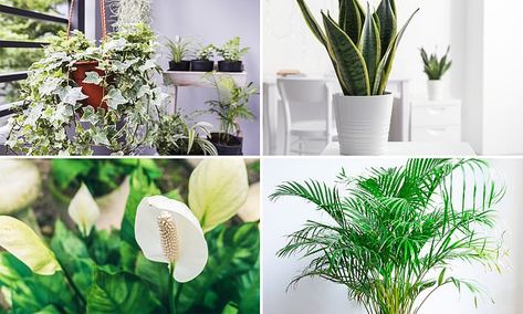 Peace Lillies, Sweet Smelling Flowers, Bamboo Palm, Areca Palm, Mold Growth, Dehumidifiers, Peace Lily, Tiny Spaces, Perfect Plants