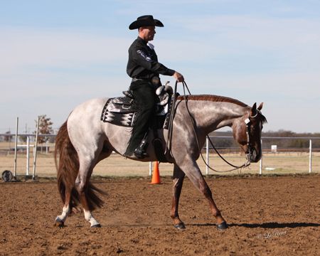 VS Code Red Vs Code Red, Aqha Western Pleasure, Nice Horses, Western Pleasure Outfit, Western Riding Clothes, Aqha Stallion, Vs Code, Aqha Horses, American Quarter Horse Association