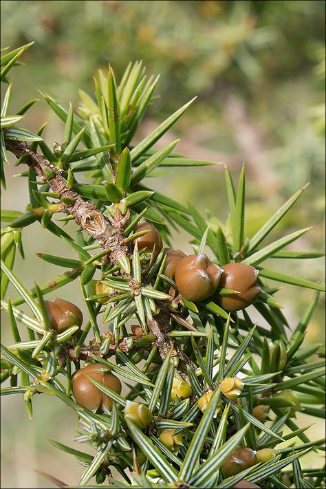 Juniperus-oxycedrus_40 | Juniperus oxycedrus L. ssp. oxycedr… | Flickr Juniperus Communis, Mediterranean Plants, Kinds Of Birds, Kitchen Spices, Sea Island, Adriatic Sea, Drop Off, Nom Nom, Alcoholic Drinks