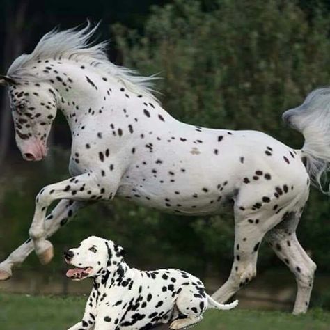 Spotted Appaloosa, Perlino Horse, Spotted Horse, Dark Grey Coat, Leopard Appaloosa, American Quarter Horse Association, Rare Colors, Pinto Horse, American Saddlebred