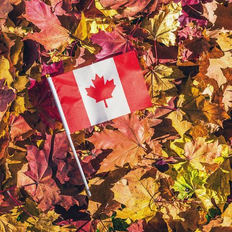 Whether you’re planning on celebrating the holiday with Canadian family members, you’re looking to make a Canadian expat feel welcome in your home, or you’re simply curious, these are nine key things to know about Canadian Thanksgiving. Canada Thanksgiving, Thanksgiving In Canada, Saskatoon Berry, Thanks Giving Day, Canadian Thanksgiving, Canada Holiday, Study In Canada, Giving Day, Turtle Island