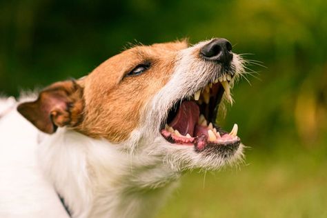 When dogs attack: What should you do? Dog Attacking, Art References Photography, References Photography, Swimming Competition, Dog Reference, Dog Behaviorist, Dog Attack, Street Dogs, Aggressive Dog