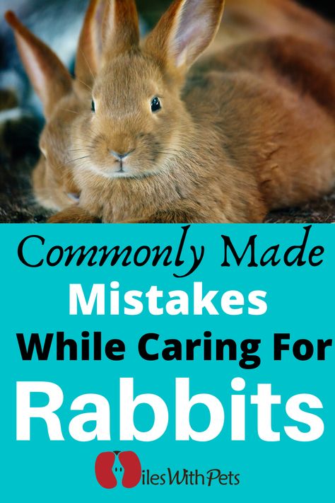 Common Mistakes You Can Make When Caring For Rabbits Caring For Rabbits, Rabbit Facts, Flemish Giant Rabbit, Rabbit Behavior, Bunny Ideas, Lionhead Rabbit, Pet Rabbits, Pig Care, Giant Rabbit